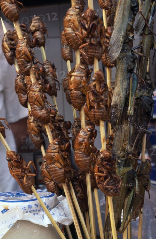 CHINA, Beijing, Barbequed locusts on bamboo skewers.