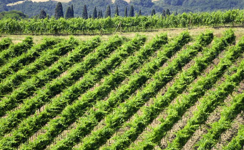 ITALY, Tuscany, Montalcino, Vineyard on a hillside on the outskirts of the hilltown