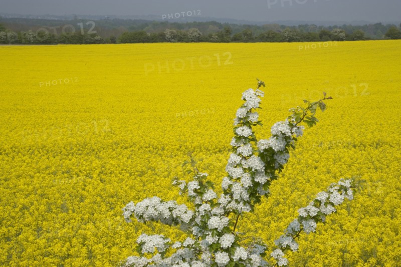 ENGLAND, West Sussex, South Downs, Field of yellow oilseed rape flowers