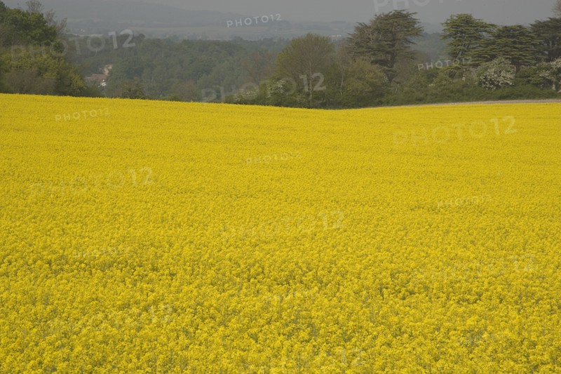 ENGLAND, West Sussex, South Downs, Field of yellow oilseed rape flowers