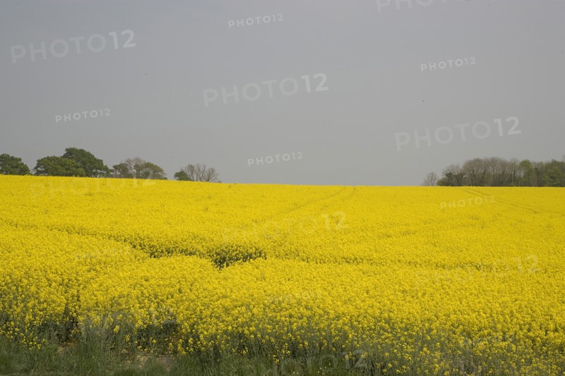 ENGLAND, West Sussex, South Downs, Field of yellow oilseed rape flowers