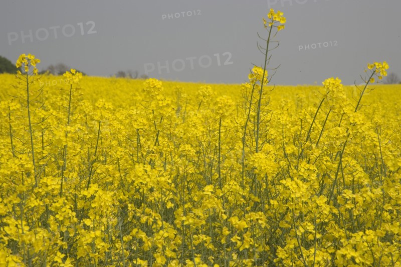 ENGLAND, West Sussex, South Downs, Field of yellow oilseed rape. Detail of flowers.