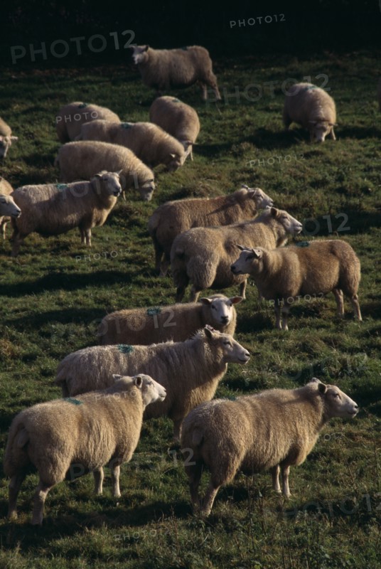 AGRICULTURE, Farming, Sheep, Sheep grazing in field.
