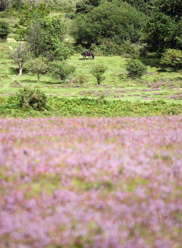 ENGLAND, Hampshire, The New Forest, Ogdens Purlieu a fertile valley near Ogden Village. Single New Forest pony grazing amongst the purple heather in the heart of the fertile valley