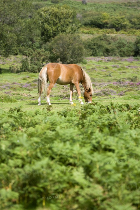 ENGLAND, Hampshire, The New Forest, Ogdens Purlieu a fertile valley near Ogden Village. Single New Forest pony grazing amongst the bracken and purple heather in the heart of the fertile valley