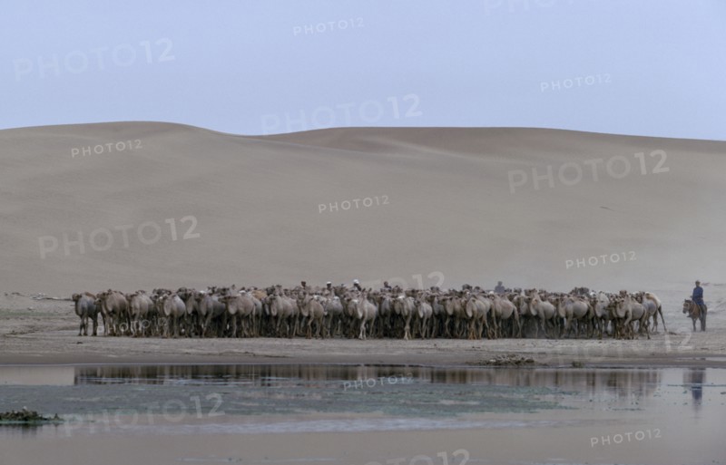MONGOLIA, Gobi Desert, Camel herdsmen on horseback approaching waterhole on the edge of the Gobi desert. Sand dunes in very arid summer conditions . East Asia Asian Mongol Uls Mongolian Scenic