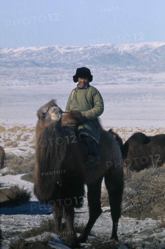 MONGOLIA, Gobi Desert, "Young Khalkha man dressed in traditional fleece-lined winter clothing on bull camel, foaming at mouth in winter rutting season.  Distant Altai mountains behind. East Asia Asian Kids Mongol Uls Mongolian Scenic "