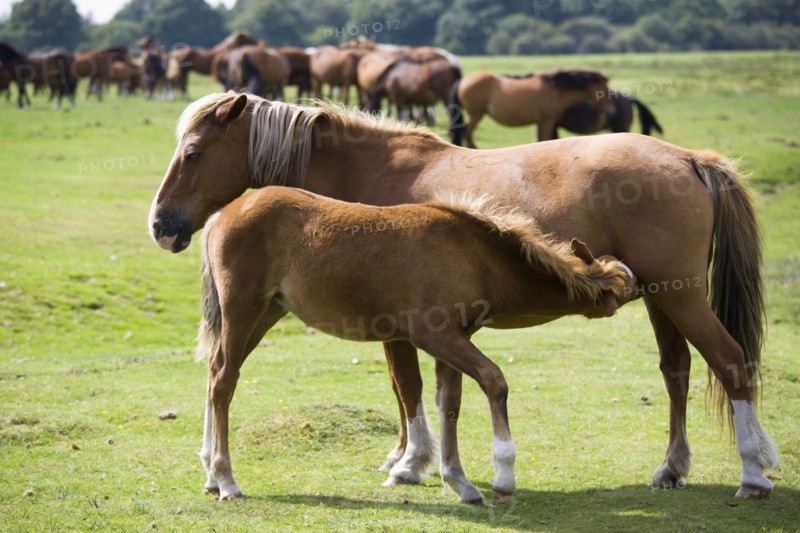 ENGLAND, Hampshire, The New Forest, Ogdens Purlieu a fertile valley near Ogden Village. A mare and feeding fold with New Forest ponies grazing beyond