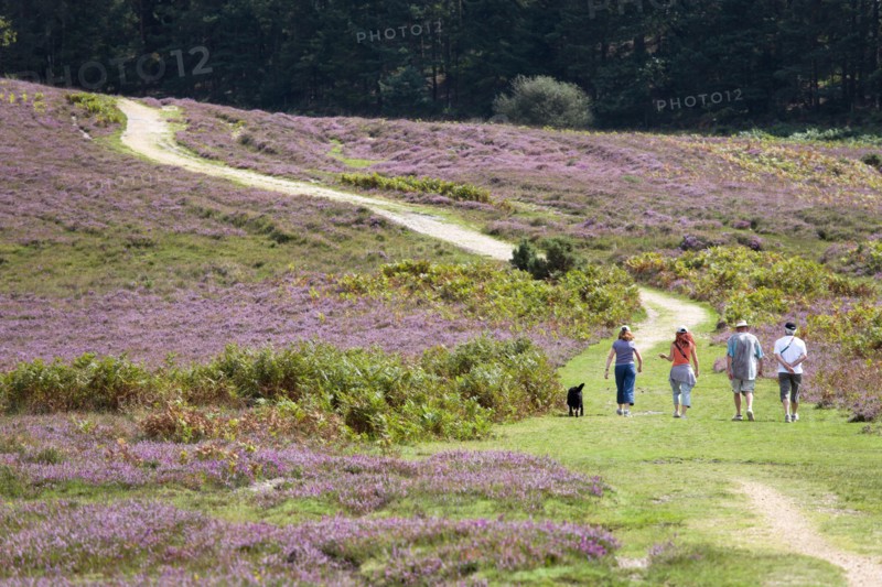 ENGLAND, Hampshire, The New Forest, Ogdens Purlieu a fertile valley near Ogden Village. Four people and a black dog walking along a path amongst the purple heather in the heart of the fertile valley