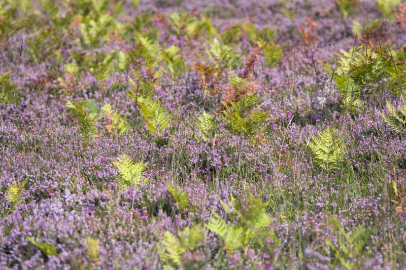 ENGLAND, Hampshire, The New Forest, Ogdens Purlieu a fertile valley near Ogden Village. Bracken and purple heather.