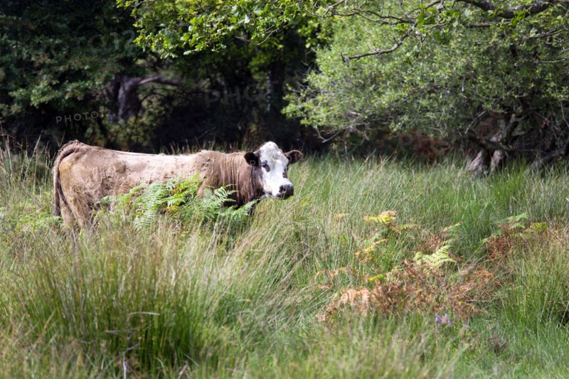 ENGLAND, Hampshire, The New Forest, Ogdens Purlieu a fertile valley near Ogden Village. Single cow in high grasses