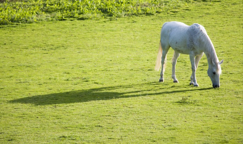 ENGLAND, West Sussex, Chichester, White stallion grazing in a field casting a long shadow in the evening sunlight