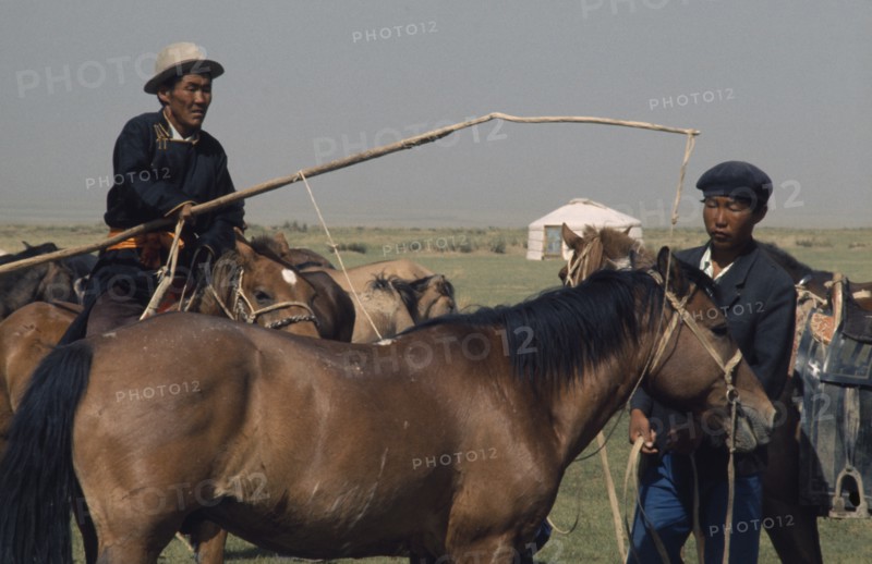 MONGOLIA, Gobi Desert, Biger Negdel, Khalkha horseman using a long lassoe-pole to bring in a wild pony to be broken in   East Asia Asian Equestrian Mongol Uls Mongolian