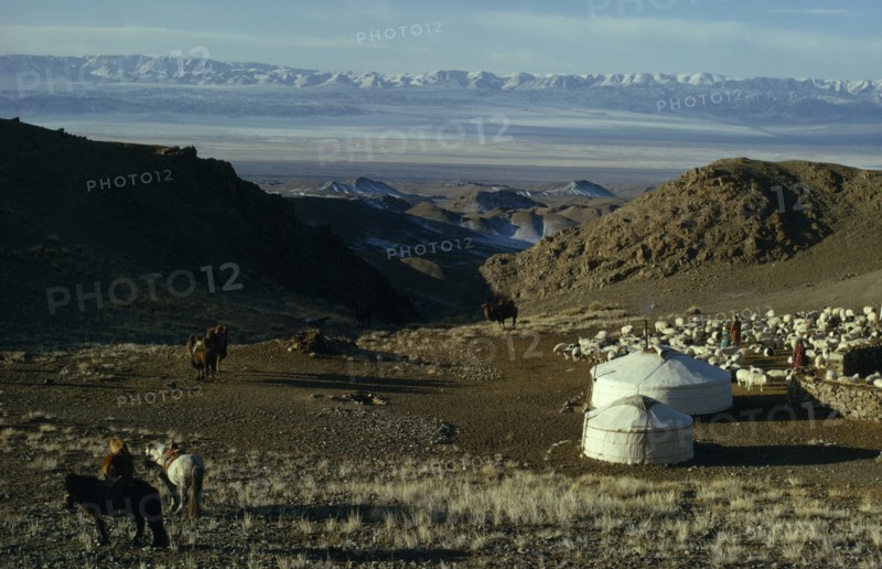 MONGOLIA, Gobi Desert, Khalkha winter sheep camp with shepherd family homes  gers yurts   flock of sheep  hobbled horses and bactrian camels on hillside overlooking snow-covered mountain landscape with Altai mountains in distance.Khalkha East Asia Asian Equestrian Mongol Uls Mongolian Scenic
