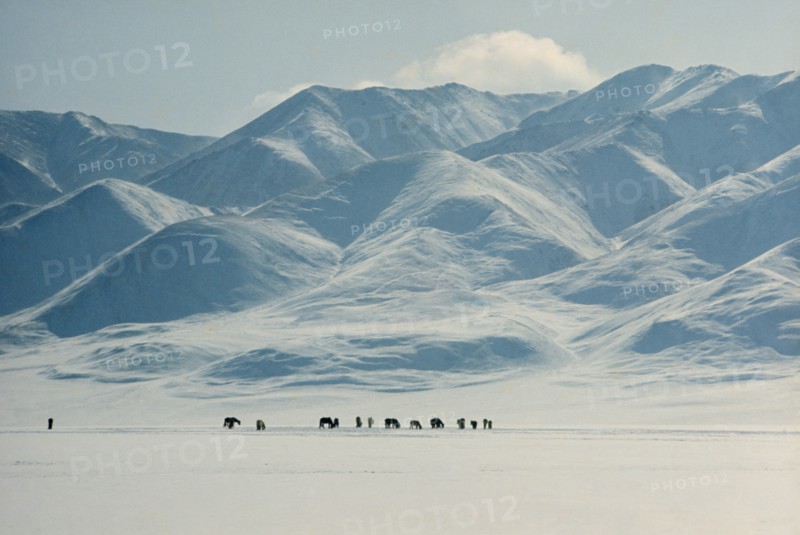 MONGOLIA, Altai Mountains, Gobi Desert, Mid-winter snow-covered landscape on edge of Gobi desert with herd of horses searching for pasture under snow. Altai mountains behind. Horse herd in desert landscape with mountain backdrop. East Asia Asian Equestrian Mongol Uls Mongolian Scenic
