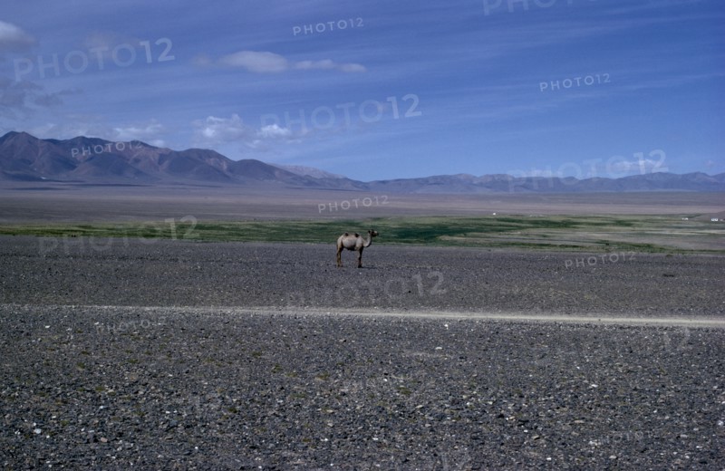 MONGOLIA, Gobi Desert, Summer on edge of Gobi desert with solitary camel in summer moulting state. Altai mountains behind. East Asia Asian Mongol Uls Mongolian Scenic single one