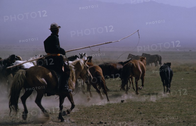 MONGOLIA, Gobi Desert, Biger Negdel, Horseman rounding up herd of wild horses to break tghem in  using long lassoe-pole. East Asia Asian Equestrian Mongol Uls Mongolian