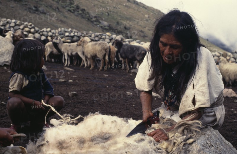COLOMBIA, Sierra Nevada de Santa Marta, Ika, Ika mother sheering sheep with sheers bought in the Lowlands.Her young son and a person out of shot hold down the sheep with rest of the flock retained inside stone walled pen.  Arhuaco Aruaco indigenous tribe American Children Colombian Colombia Female Women Girl Lady Hispanic Indegent Kids Latin America Latino South America  Arhuaco Aruaco indigenous tribe American Children Colombian Columbia Female Women Girl Lady Hispanic Indegent Kids Latin America Latino South America Farming Agraian Agricultural Growing Husbandry  Land Producing Raising Female Woman Girl Lady Livestock Agriculture Immature Mum