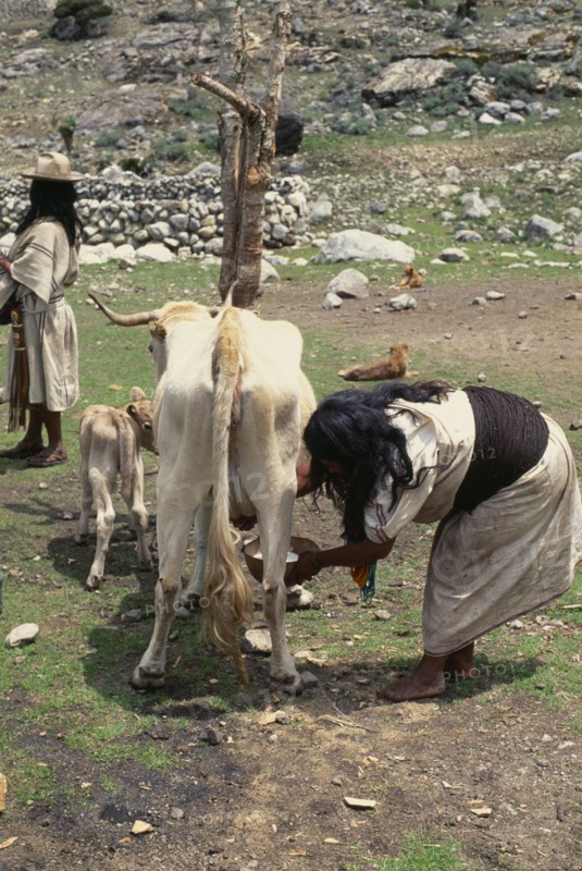 COLOMBIA, Sierra Nevada de Santa Marta, Ika, Ika mother in traditional woven wool&cotton manta cloak wearing black woven wool waist-band   milking the family's cow with young calf at her side to encourage milking. Arhuaco Aruaco indigenous tribe American Colombian Colombia Female Women Girl Lady Hispanic Indegent Latin America Latino South America  Arhuaco Aruaco indigenous tribe American Colombian Columbia Female Women Girl Lady Hispanic Indegent Latin America Latino South America Cows Female Farming Agraian Agricultural Growing Husbandry  Land Producing Raising Female Woman Girl Lady Immature Agriculture Classic Classical Historical Mum Older Young Unripe Unripened Green