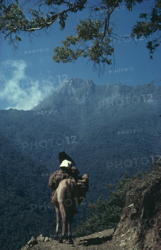 COLOMBIA, Sierra Nevada de Santa Marta, Ika, Ika man on muleback climbs up the southern slopes of the Sierra Nevada de Santa Marta in northern Colombia. Arhuaco Aruaco indigenous tribe American Colombian Colombia Equestrian Hispanic Indegent Latin America Latino Male Men Guy Scenic South America  Arhuaco Aruaco indigenous tribe American Colombian Columbia Equestrian Hispanic Indegent Latin America Latino Male Men Guy Scenic South America Male Man Guy One individual Solo Lone Solitary 1 Single unitary