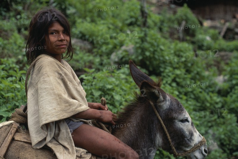 COLOMBIA, Sierra Nevada de Santa Marta, Ika, Ika boy in traditional woven wool&cotton manta cloak rides his donkey into the Sierra. Arhuaco Aruaco indigenous tribe American Colombian Colombia Hispanic Indegent Kids Latin America Latino South America  Arhuaco Aruaco indigenous tribe American Colombian Columbia Hispanic Indegent Kids Latin America Latino South America Immature One individual Solo Lone Solitary 1 Classic Classical Historical Older Single unitary Young Unripe Unripened Green