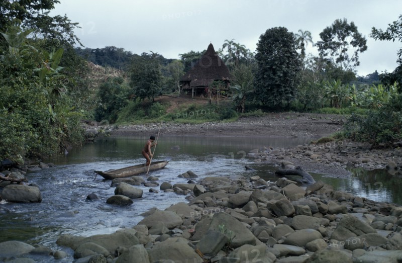 COLOMBIA, Choco, Embera Indigenous People, "Embera man using pole to steer wooden dug out canoe along river, approaches the port of his stilted and thatched family home set back amongst cleared trees and vegetation. Pacific coastal region boat piragua tribe "