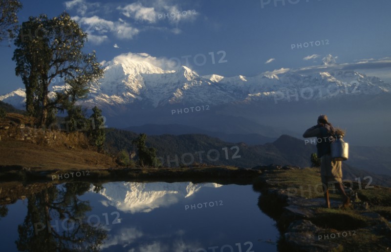 NEPAL, Annapurna Region, Panchase Bhanjyang, A woman walking next to the pond near a Rhododendron tree at Panchase Bhanjyang at sunrise with Annapurna South and Hiunchuli snow capped mountains behind and reflected in the water of the pond.