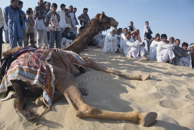 INDIA, Rajasthan, Katariasar, Camel taking a rest with the crowd on a sand dune during the Camel Festival
