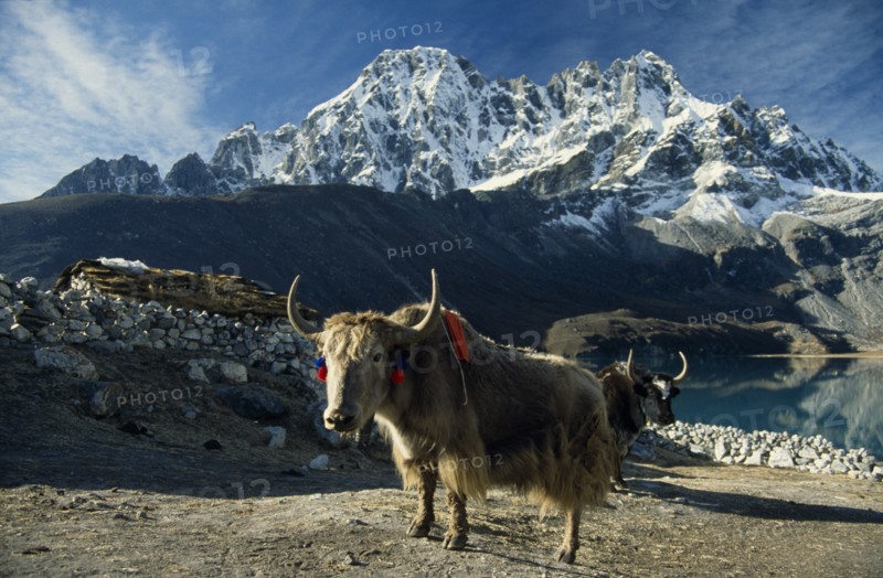 NEPAL, Everest Trek, Gokyo, Yaks in the fields of Gokyo Village looking west over Dudh Pokhari.  Turf roof of stone hut partly seen behind.