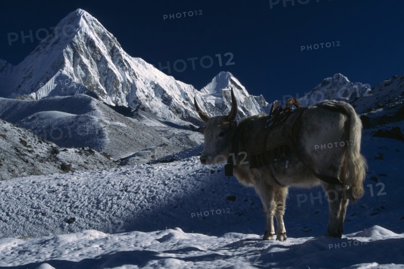 NEPAL, Everest Trek, Lobuche , "Dzopkyo wearing bell and harness standing on snow at sunrise with snow covered mountains Pumori, Lintren and Khumbatse in the background."