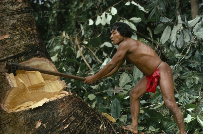 COLOMBIA, Choco, Embera Indigenous People, "Hueso, Embera family head using axe to fell large tree to make family dug-out canoe. Pacific coastal region tribe "