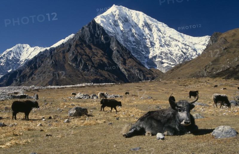 NEPAL, Langtang Trek, Near Kyanjin, Yaks on mountain pasture with Langtang II and Langtang Lirung peaks in the background.