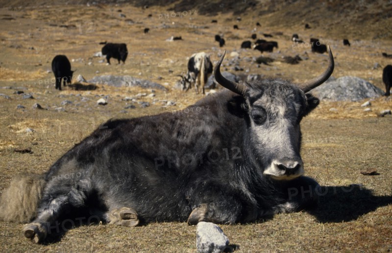 NEPAL, Langtang Trek, Near Kyanjin, A Yak lying in mountain pasture in the foreground with more yaks seen grazing behind