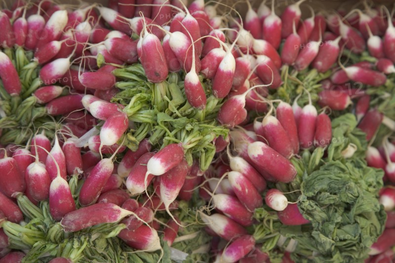 FOOD, Vegetable, Radish, Bunches of radishes for sale in market. Shoreham-by-Sea.