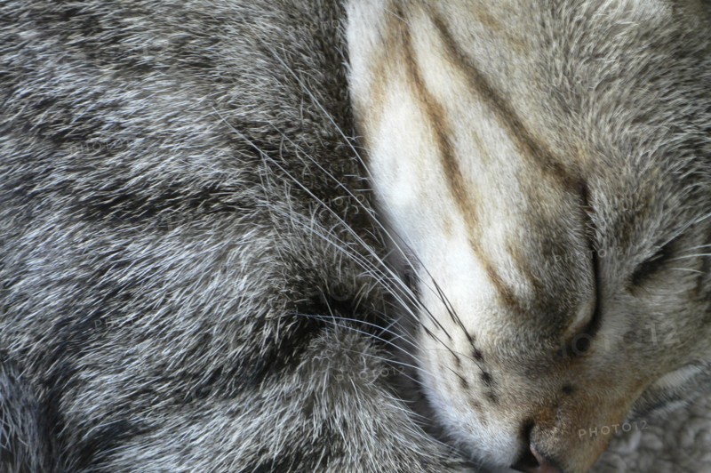 ANIMALS, Domestic, Cats, """Tigger"", pet cat, asleep "