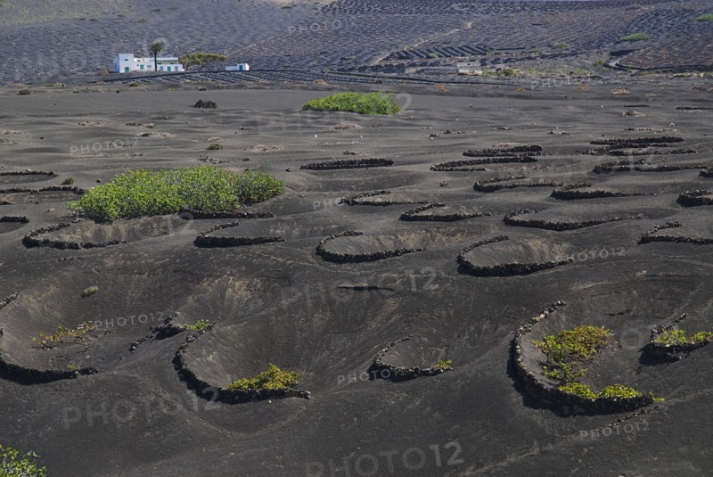 SPAIN, Canary  Islands, Lanzarote, La Geria wine growing region.  Rows of shallow craters and volcanic stone semi circles known as  zocos which protect individual vines.  Distant farmhouse beyond.