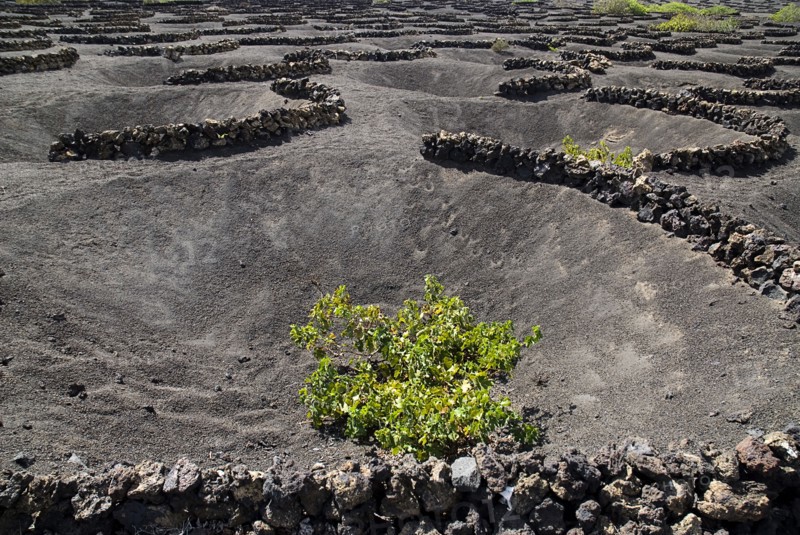 SPAIN, Canary  Islands, Lanzarote, La Geria.  Patterns made by shallow craters and semi circular volcanic stone walls known as zocos and used to protect individual vines.
