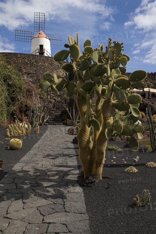 SPAIN, Canary  Islands, Lanzarote, Jardin de Cactus.  Former volcanic quarry transformed by Cesar Manrique.  Cactus growing from black volcanic soil with restored windmill on raised wall behind.