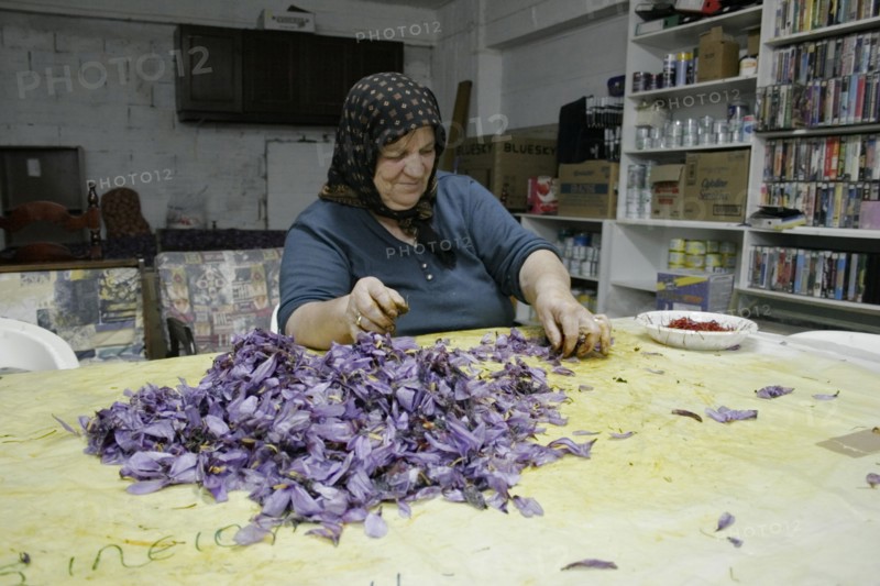 GREECE, Macedonia, Kozani, Ano Komi. Greek woman separating useful saffron from the flower .