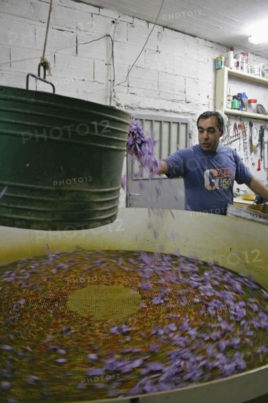 GREECE, Macedonia, Kozani, Greek farmer using old machine producing air in order to separate the saffron from the flower