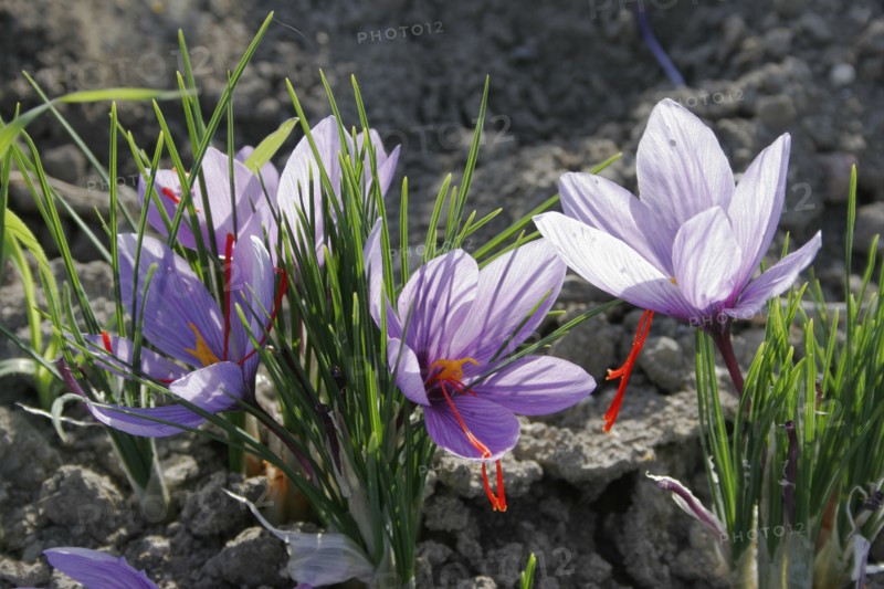 GREECE, Macedonia, Kozani, Ano Komi.  Saffron flower plants growing in their natural environment