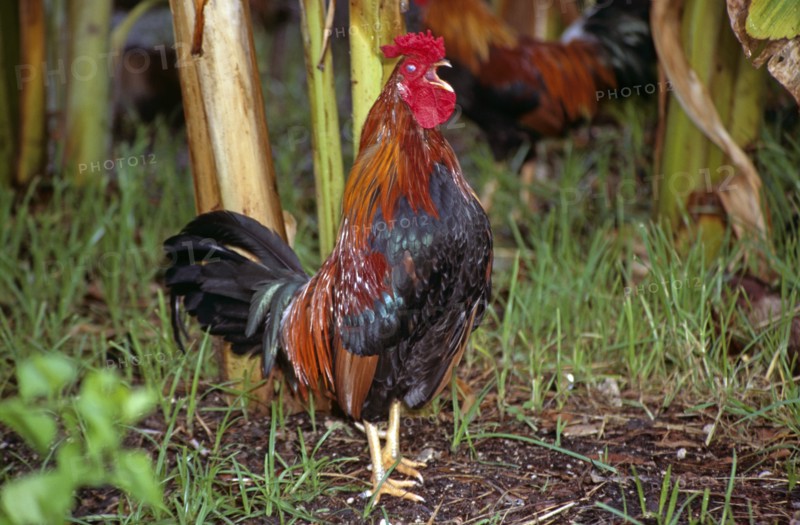 ANIMALS, Domestic, Chickens, "Cockerel in undergrowth, Key West, Florida, USA. "