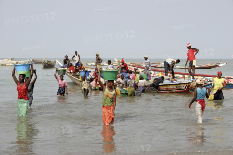 GAMBIA, Western Gambia, Tanji, Tanji coast.  Women carrying bowls full of fish on their heads through shallow water from fishing boats to the beach and  fish market.  Gambia has the second largest fishing industry in Africa.