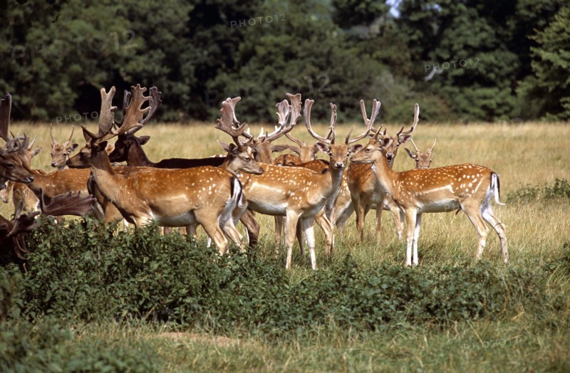 ENGLAND, Warwickshire, Warwick, Charlecote Park. Herd of fallow deer.