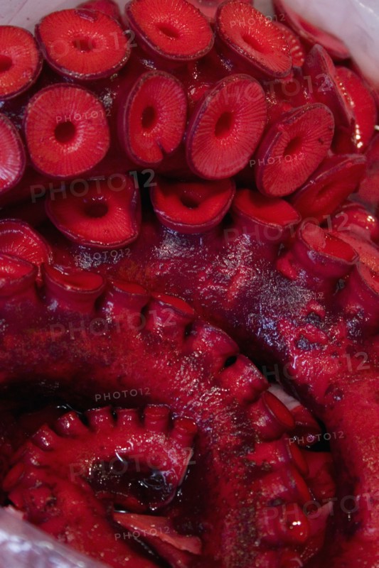 JAPAN, Honshu, Tokyo, Tsukiji fish market.  Close cropped view of red octopus for sale at market  ‘the stomach of Tokyo’.