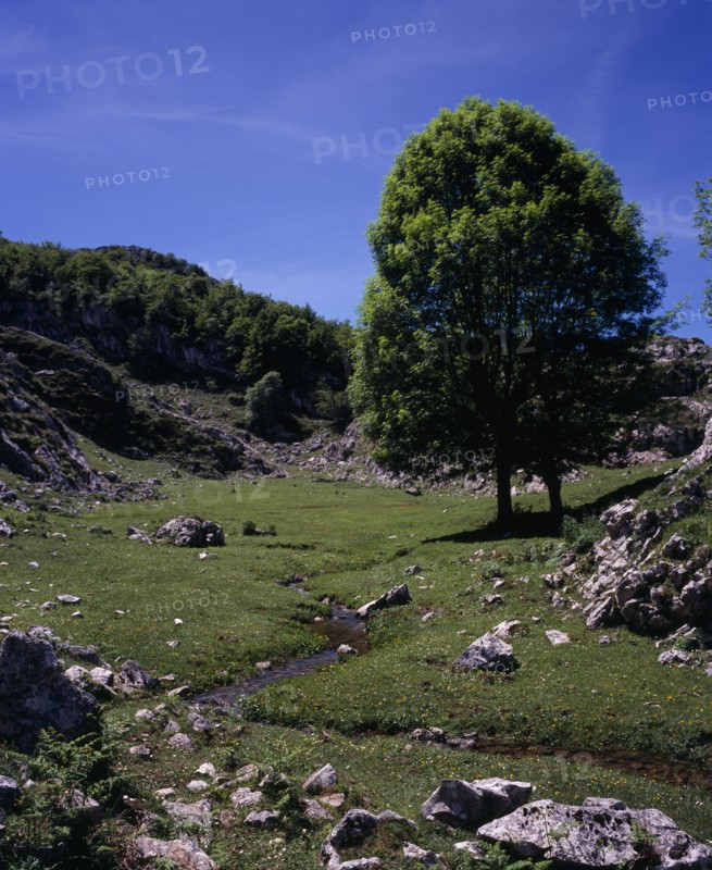 SPAIN, Asturias, Picos de Europa, "Ash tree (Fraxinus excelsior) beside narrow mountain stream in area of grass scattered with rocky outcrops, wild flowers and bracken. "