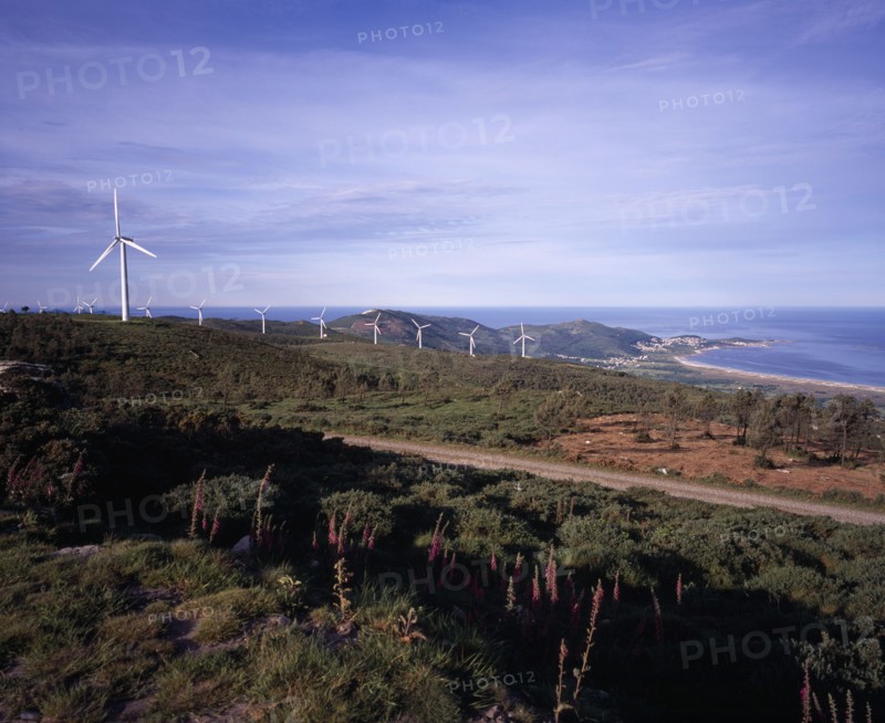 SPAIN, Galicia, Praia de Carnota, "Coastal landscape with line of wind powered electricity generators, wind stunted trees and foxgloves growing in foreground."