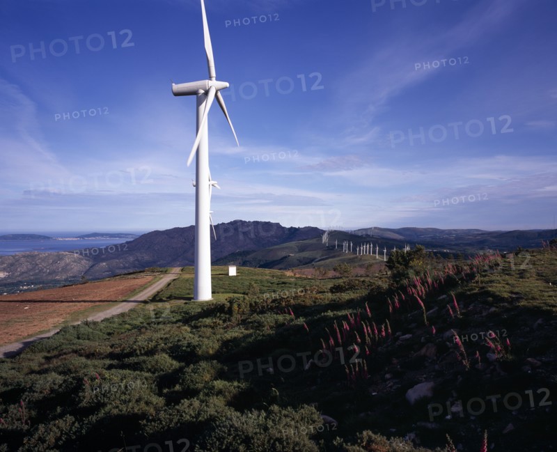SPAIN, Galicia, Praia de Carnota, Coastal landscape with line of wind powered electricity generators stretching into the distance and foxgloves growing in foreground.