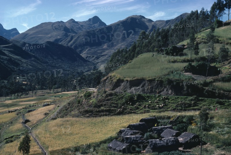 BOLIVIA, Altiplano, Settlement of houses with thatched roofs surrounded by green hills and slopes with sheep grazing on grass ridges and mountains behind