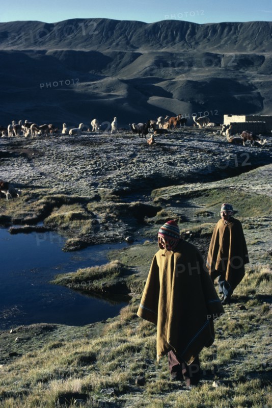 BOLIVIA, Collpa Huata, Llama and Alpaca herders walking on grass next to water wearing poncho’s and wool Chullo hats. Herd of Llama’s and mountains behind.